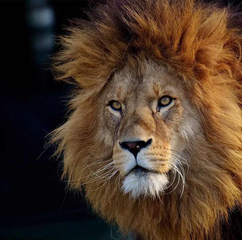 gallery image Lion