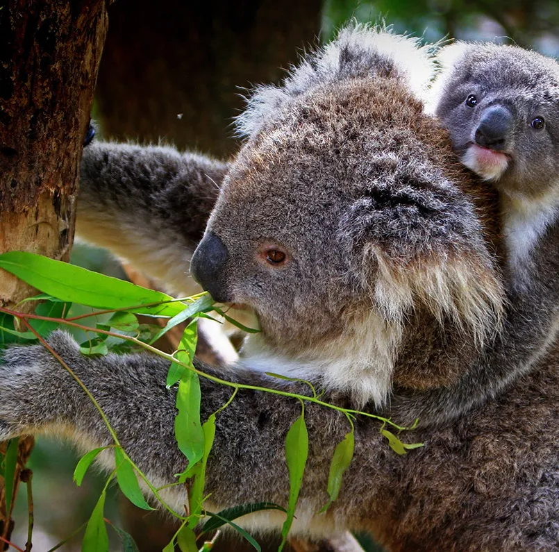 gallery image Koala Bear