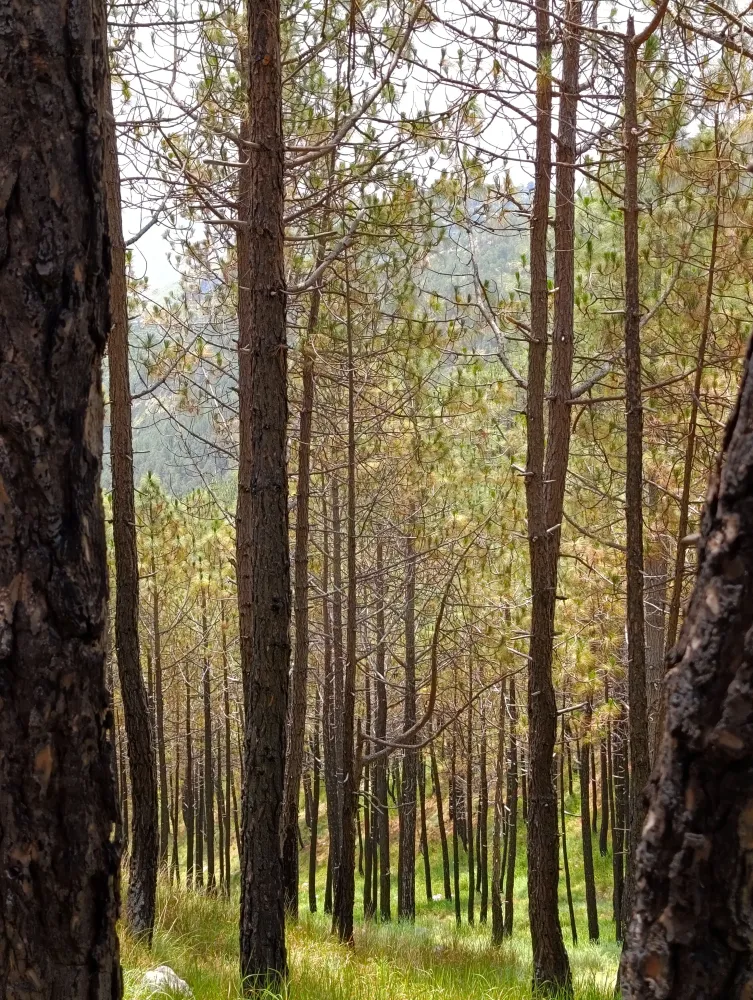 gallery image Ghora Gali Forest
