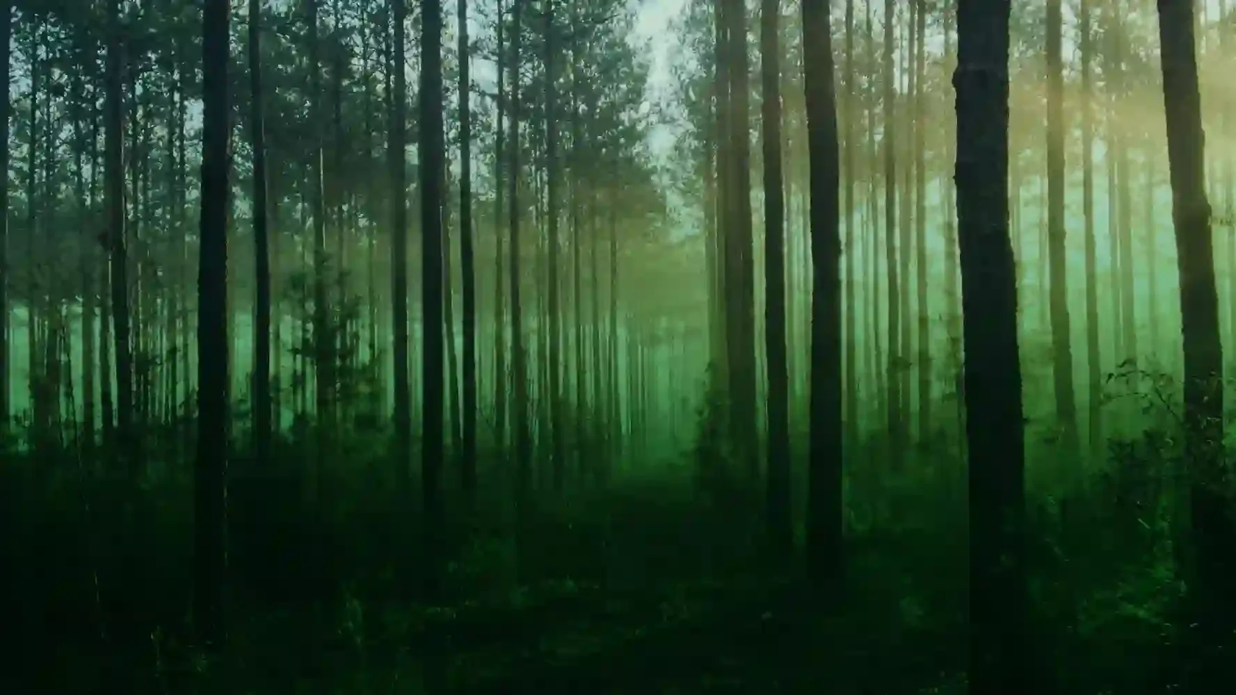 Deep Forest